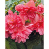 Begonia Belleconia 'Rose'
