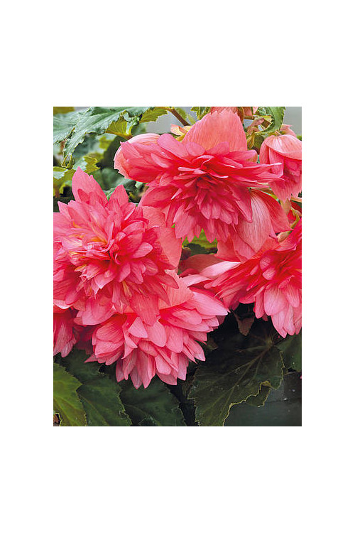 Begonia Belleconia 'Rose'