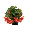 Begonia Belleconia 'Salmon'