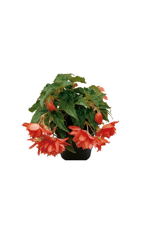 Begonia Belleconia 'Salmon'