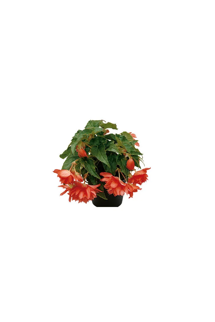 Begonia Belleconia 'Salmon'