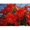 Begonia Belleconia 'Salmon'