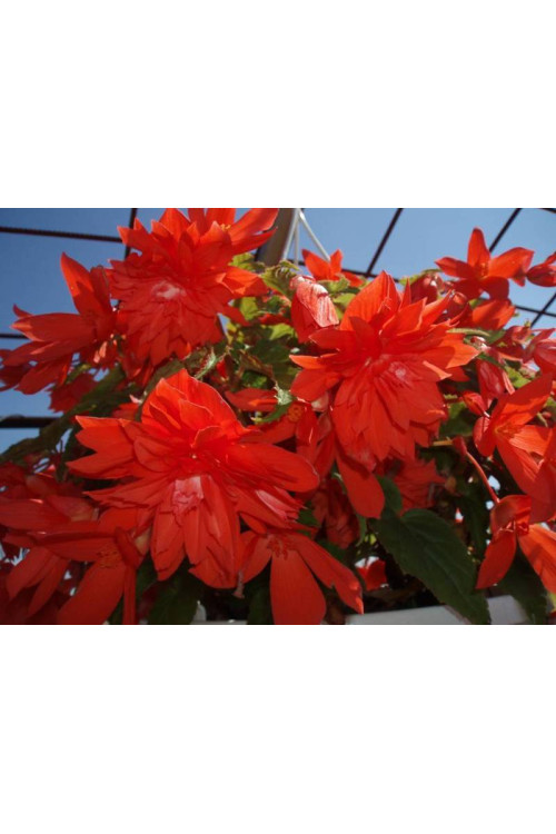 Begonia Belleconia 'Salmon'