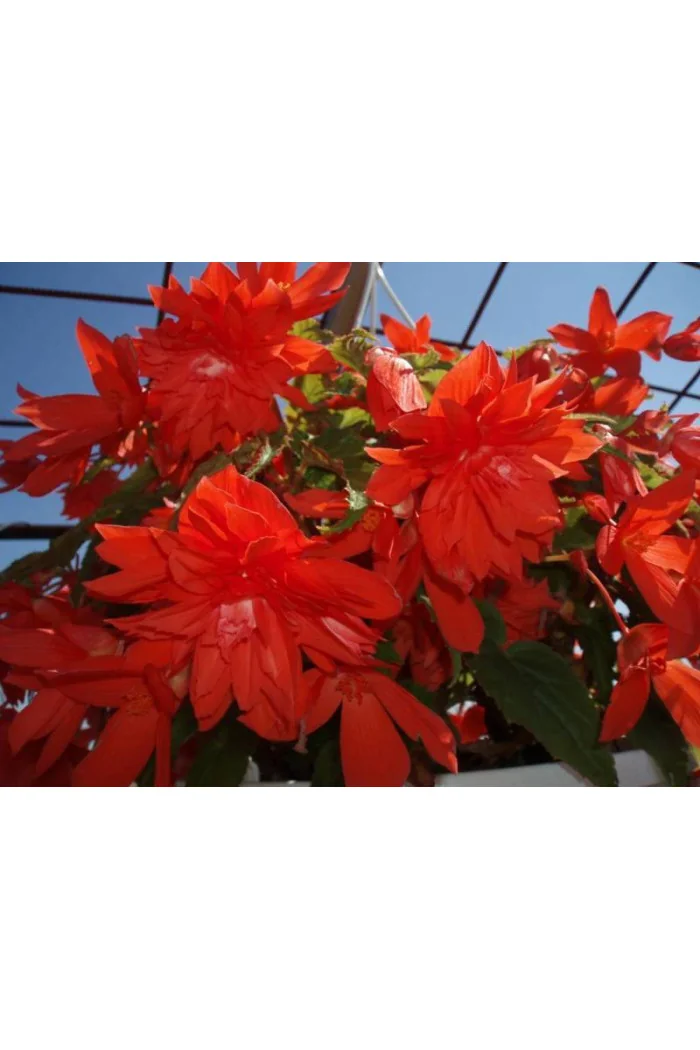 Begonia Belleconia 'Salmon'