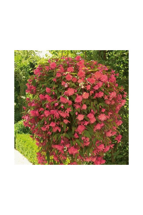 Begonia Belleconia 'Rose'