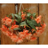 Begonia Belleconia 'Soft Orange'