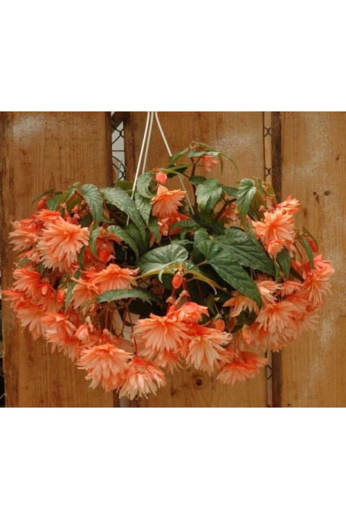 Begonia Belleconia 'Soft Orange'