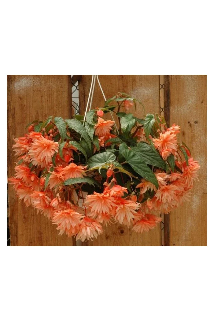 Begonia Belleconia 'Soft Orange'