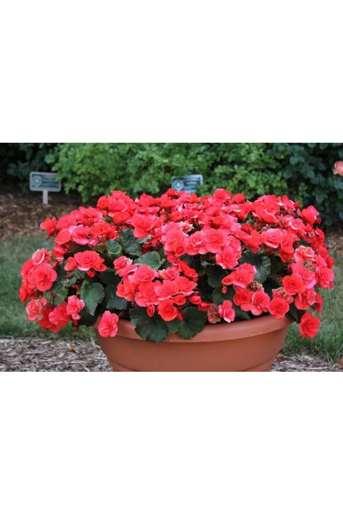 Begonia Solenia 'Dark Pink'