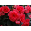 Begonia Solenia 'Dark Pink'