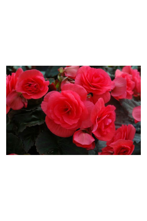 Begonia Solenia 'Dark Pink'