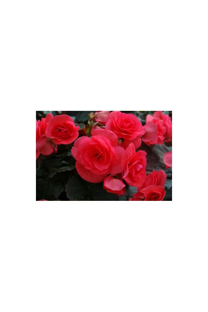 Begonia Solenia 'Dark Pink'