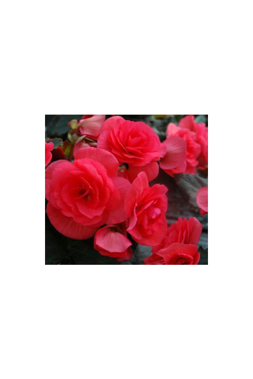 Begonia Solenia 'Dark Pink'