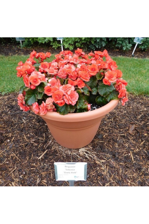 Begonia Solenia 'Dark Pink'