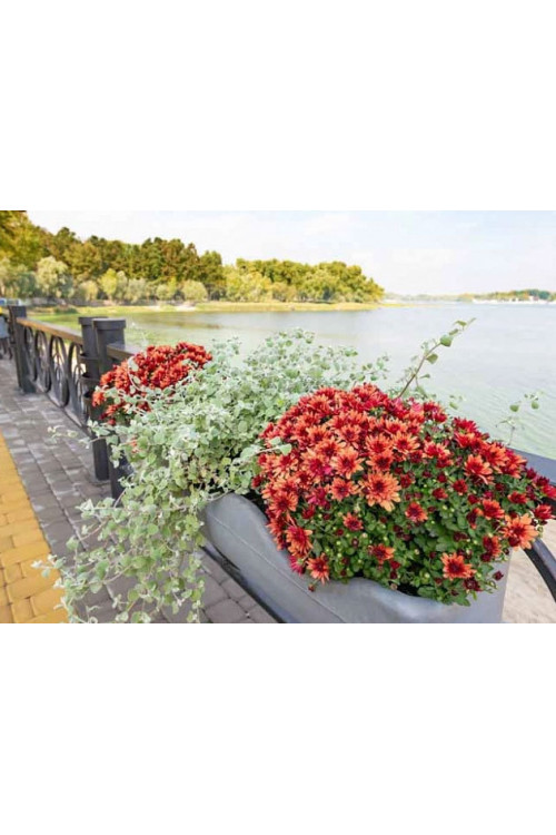 Gnafalium (Kocanki) 'Silver' div class'lat' Helichrysum petiolara /div