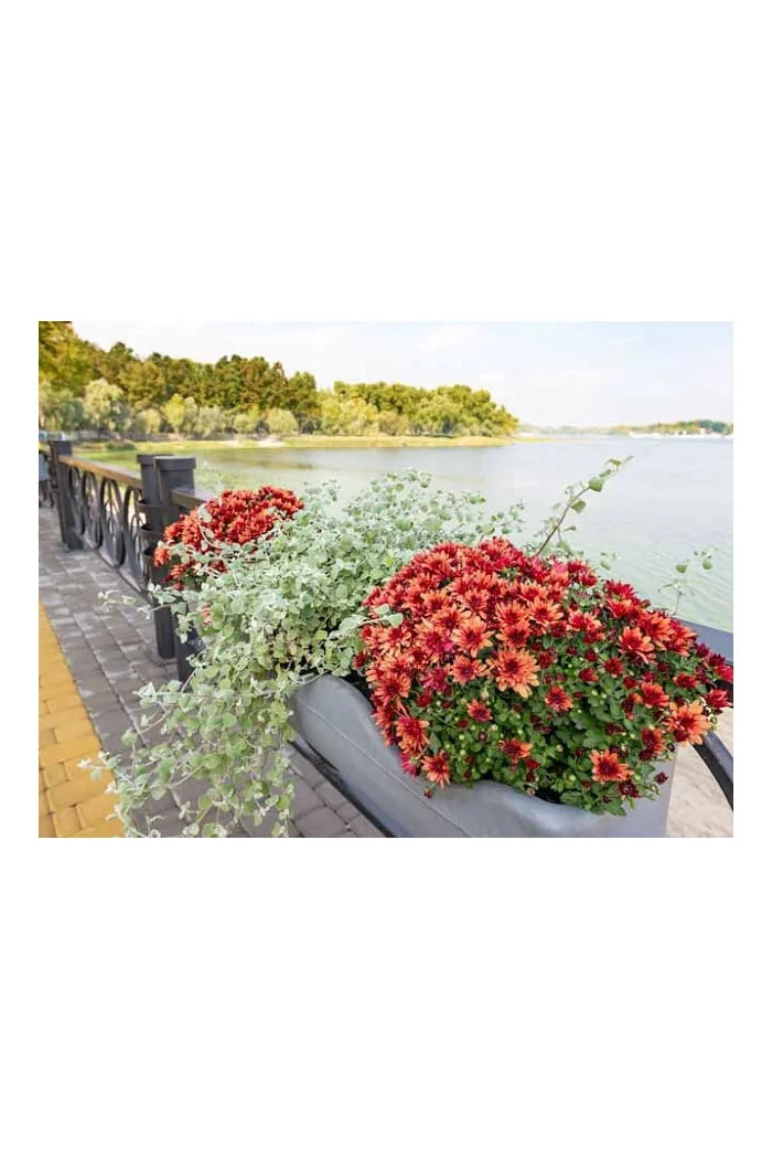 Gnafalium (Kocanki) 'Silver' div class'lat' Helichrysum petiolara /div