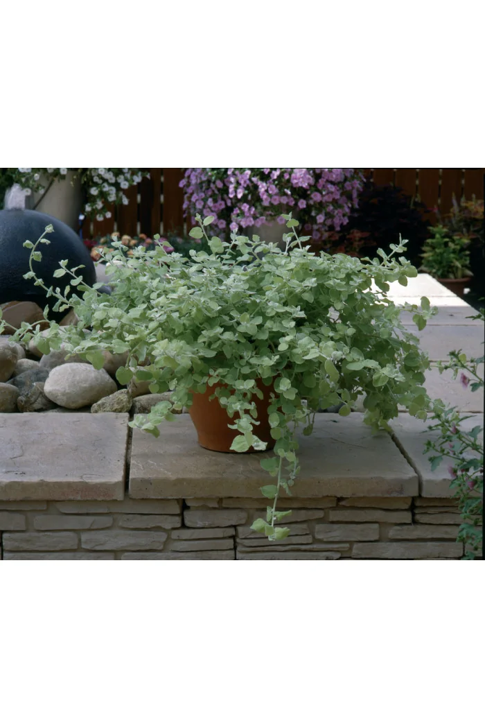 Gnafalium (Kocanki) 'Gold' div class'lat' Helichrysum petiolara /div