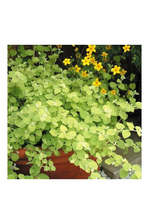 Gnafalium (Kocanki) 'Gold' div class'lat' Helichrysum petiolara /div