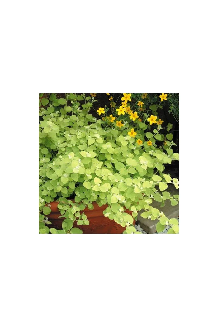 Gnafalium (Kocanki) 'Gold' div class'lat' Helichrysum petiolara /div