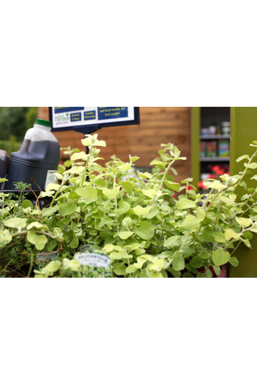 Gnafalium (Kocanki) 'Gold' div class'lat' Helichrysum petiolara /div