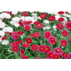 Złocień krzewiasty (Rumianek) 'Wine Red' Argyranthemum
