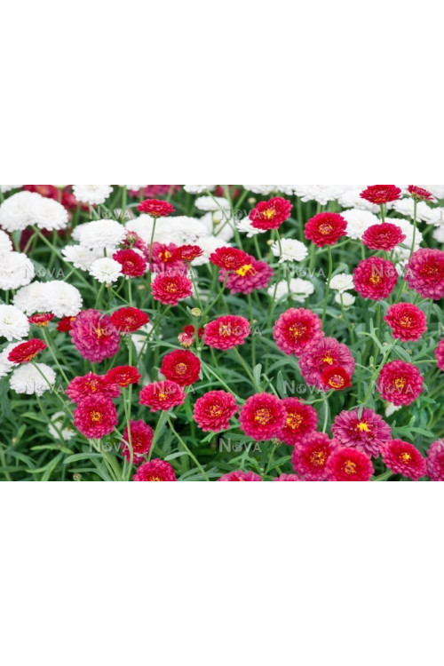 Złocień krzewiasty (Rumianek) 'Wine Red' Argyranthemum