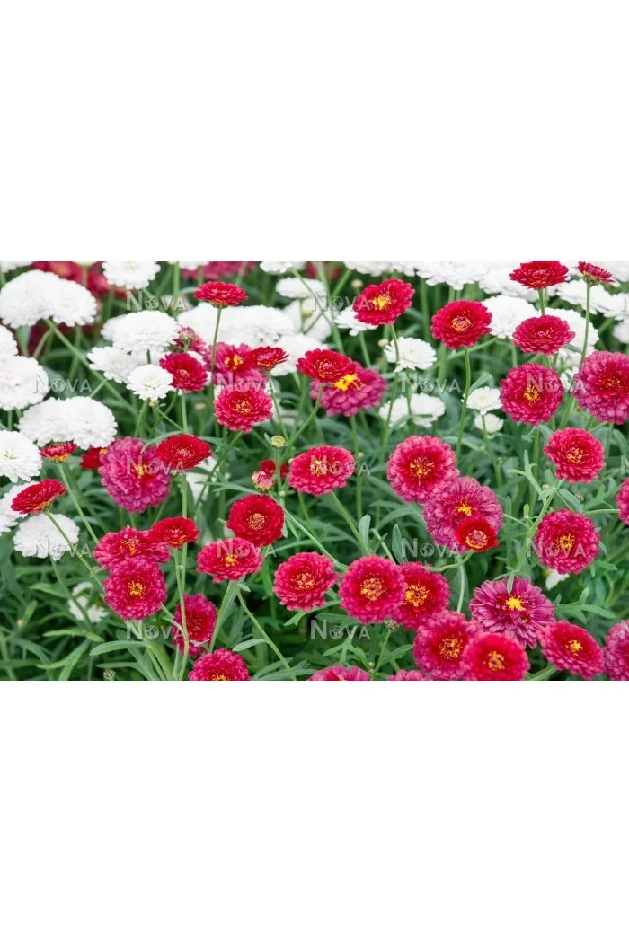 Złocień krzewiasty (Rumianek) 'Wine Red' Argyranthemum