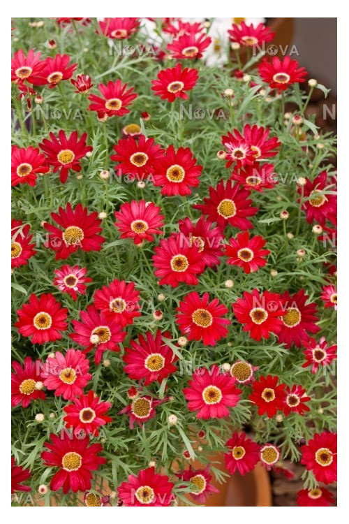 Złocień krzewiasty (Rumianek) 'Wine Red' Argyranthemum
