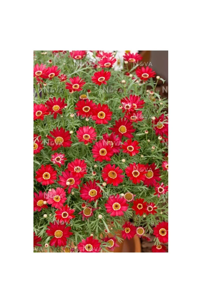 Złocień krzewiasty (Rumianek) 'Wine Red' Argyranthemum