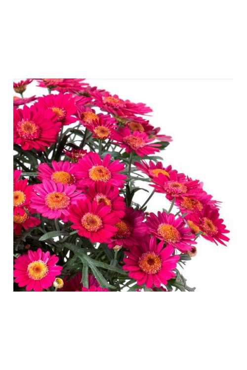 Złocień krzewiasty (Rumianek) 'Wine Red' Argyranthemum