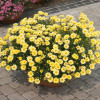 Złocień krzewiasty (Rumianek) 'Yellow' Argyranthemum