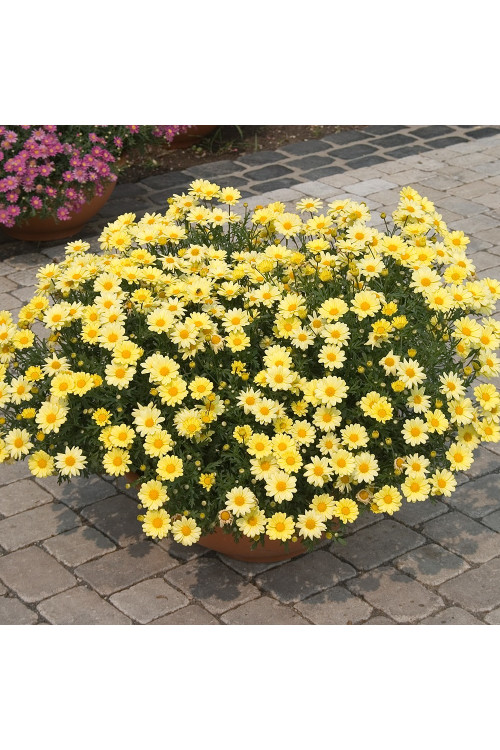Złocień krzewiasty (Rumianek) 'Yellow' Argyranthemum