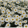 Złocień krzewiasty (Rumianek) 'White' Argyranthemum