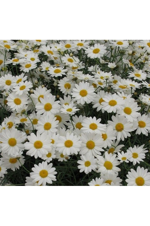 Złocień krzewiasty (Rumianek) 'White' Argyranthemum