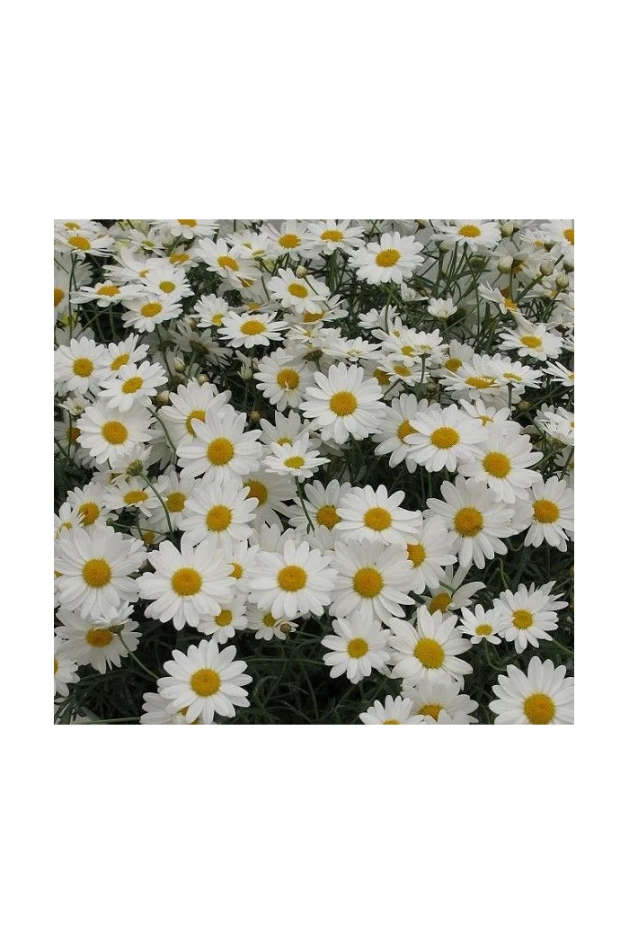 Złocień krzewiasty (Rumianek) 'White' Argyranthemum