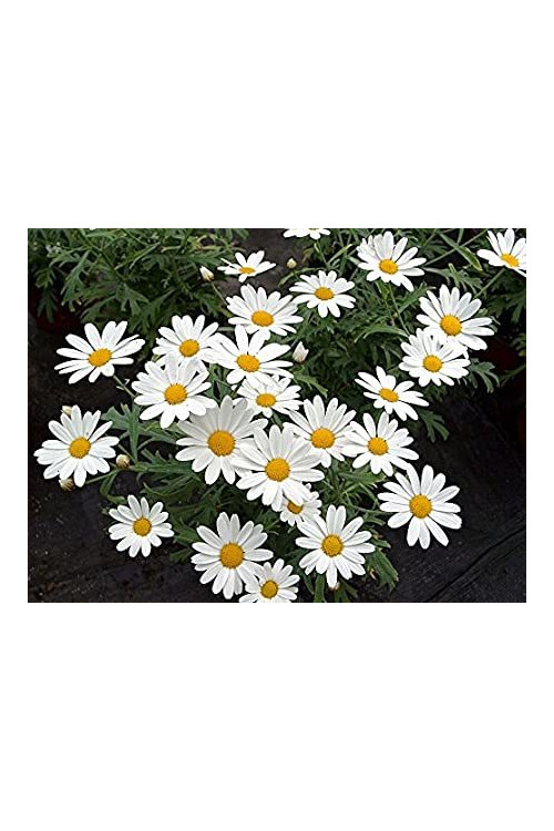 Złocień krzewiasty (Rumianek) 'White' Argyranthemum