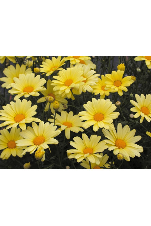 Złocień krzewiasty (Rumianek) 'Yellow' Argyranthemum