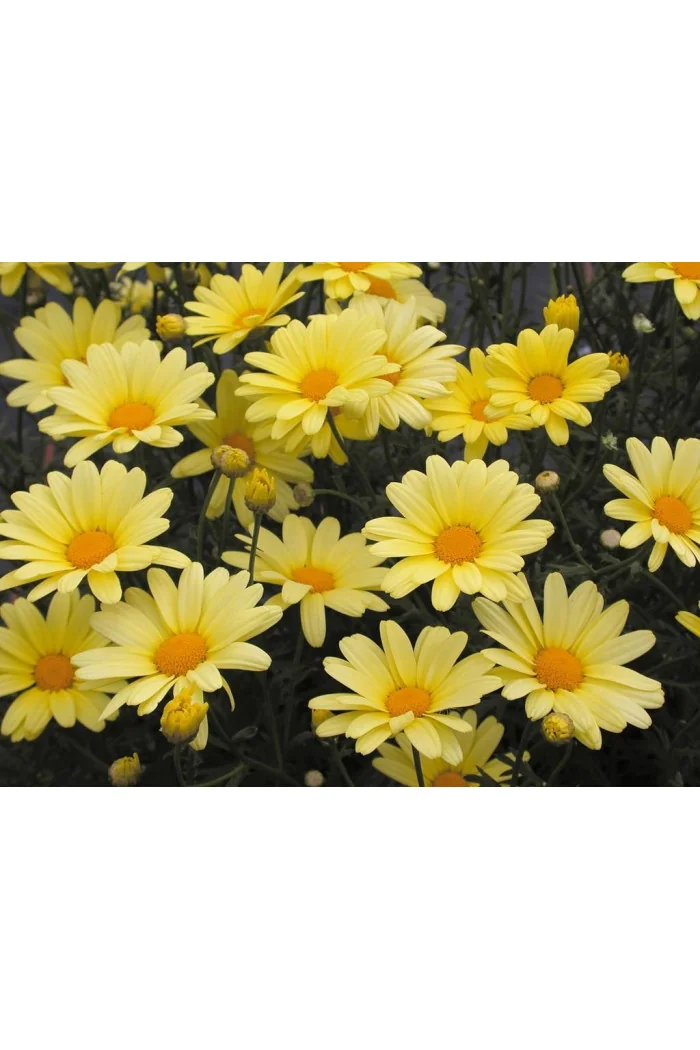 Złocień krzewiasty (Rumianek) 'Yellow' Argyranthemum