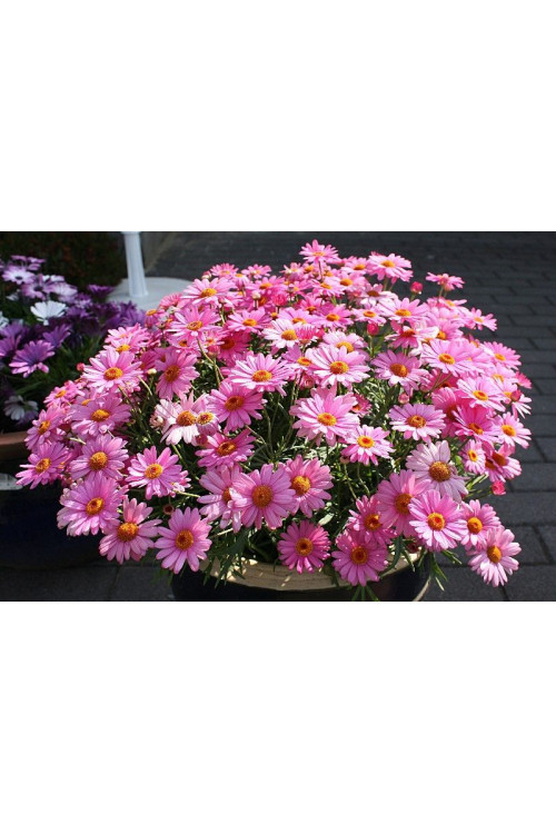 Złocień krzewiasty (Rumianek) 'Rose' Argyranthemum