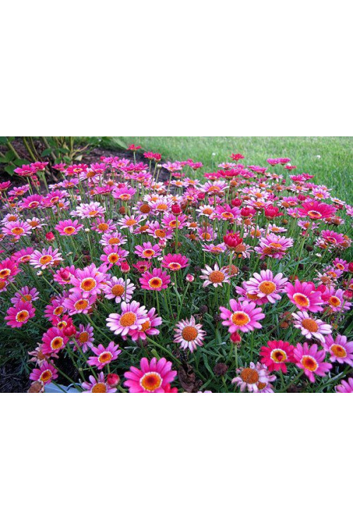 Złocień krzewiasty (Rumianek) 'Rose' Argyranthemum