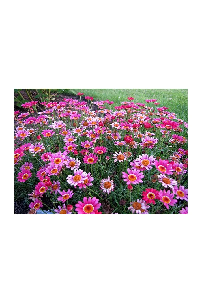 Złocień krzewiasty (Rumianek) 'Rose' Argyranthemum