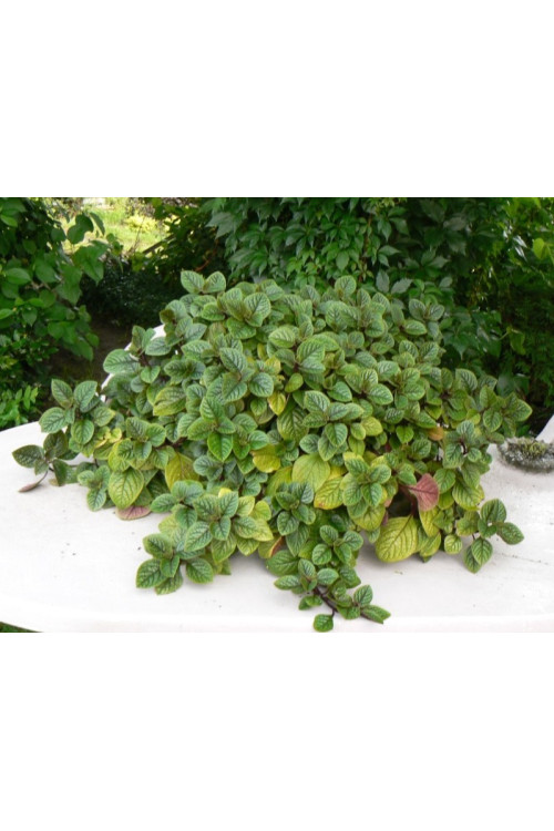 Komarzyca (Plektrantus) 'Nico' | Plectranthus coleoides