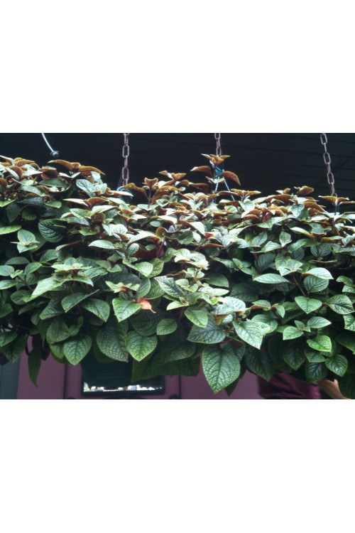 Komarzyca (Plektrantus) 'Nico' | Plectranthus coleoides
