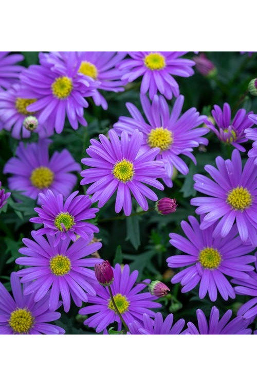 Czubatka ubiorkolistna, brachycome