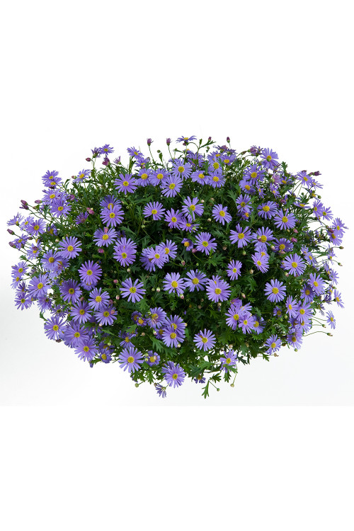 Czubatka ubiorkolistna, brachycome