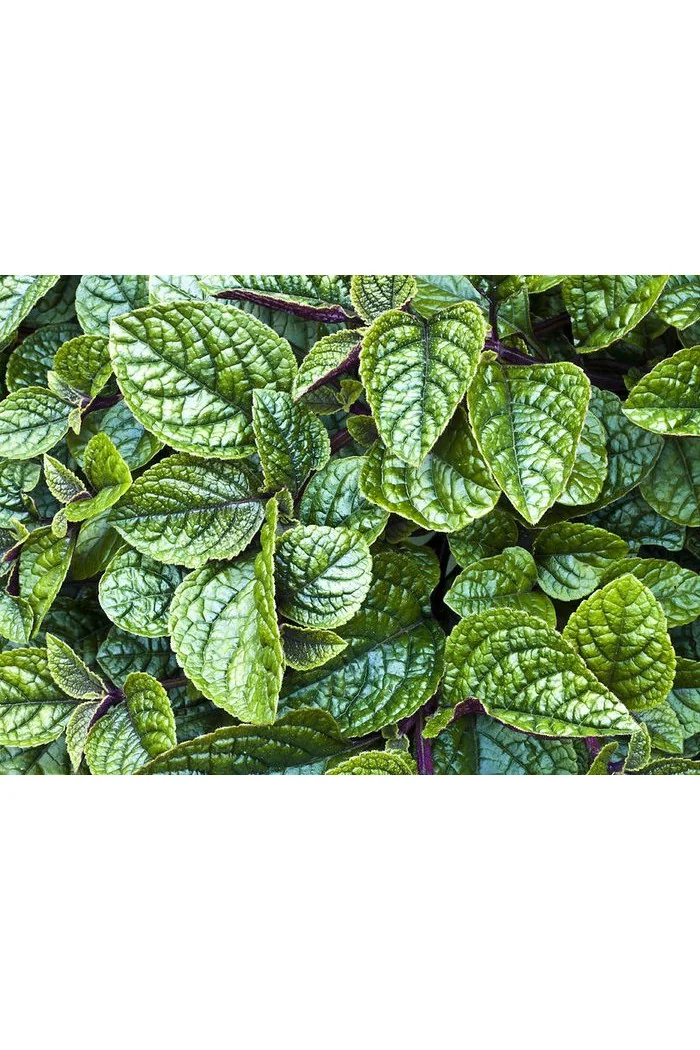 Komarzyca (Plektrantus) 'Nico' | Plectranthus coleoides