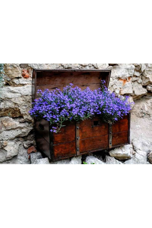 Lobelia niebieska Lobelia