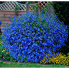 Lobelia niebieska Lobelia