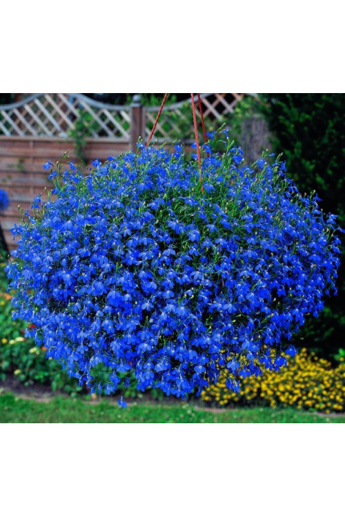 Lobelia niebieska Lobelia