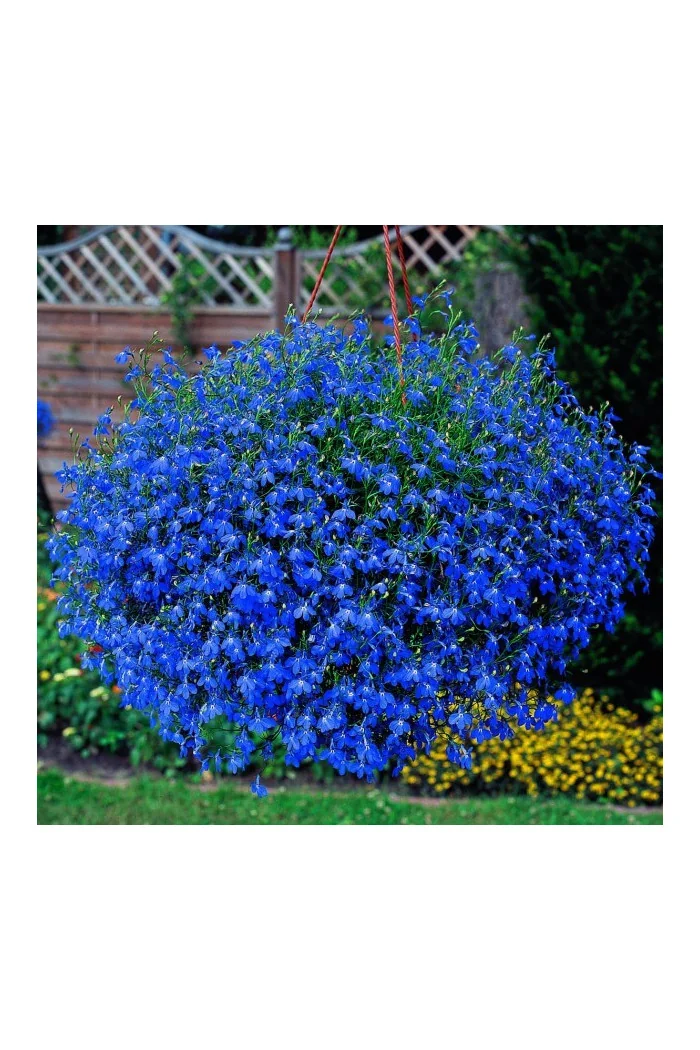 Lobelia niebieska Lobelia